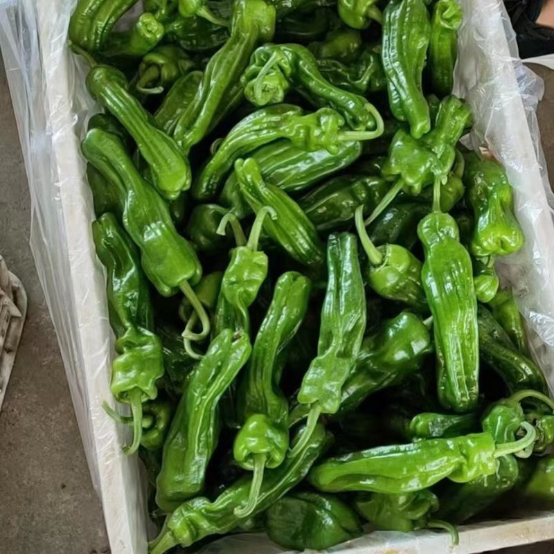 于道思丽在智能穿戴市场的风云变幻